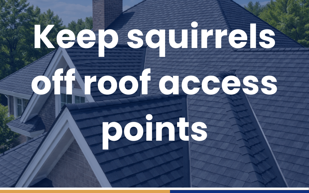 Keep squirrels off roof access points